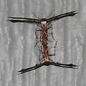 Hourglass Plume Moth - Hodges#6103