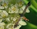Hourglass Plume Moth - Hodges#6103 - photo 2
