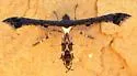 Hourglass Plume Moth - Hodges#6103 - photo 3