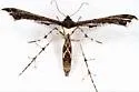 Hourglass Plume Moth - Hodges#6103 - photo 4
