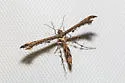 Hourglass Plume Moth - Hodges#6103 - photo 5