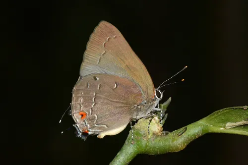 Shadowed Hairstreak - Hodges#4335.5