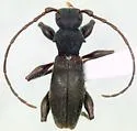 Michthisoma heterodoxum - Michthisoma heterodoxum