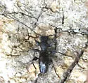 Michthisoma heterodoxum - photo 2