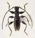 Michthisoma heterodoxum - photo 3
