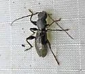 Michthisoma heterodoxum - photo 4