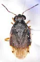 Micracanthia bergrothi