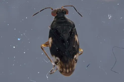 Micracanthia floridana