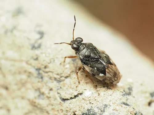 Micracanthia humilis