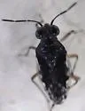Micracanthia husseyi