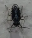 Micracanthia husseyi - photo 2