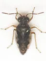 Micracanthia husseyi - photo 3