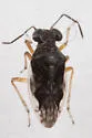Micracanthia husseyi - photo 4