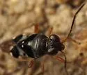 Micracanthia pumpila