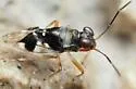 Micracanthia pumpila - photo 2