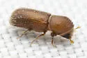 Micracis carinulata