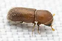 Micracis carinulata - photo 3