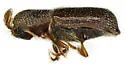 Micracis lignator - photo 2