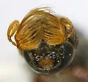 Micracis lignator - photo 3