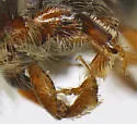Micracis lignator - photo 4
