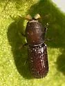 Micracis suturalis