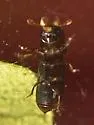 Micracis suturalis - photo 2