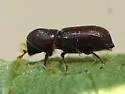 Micracis suturalis - photo 3