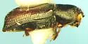 Micracis suturalis - photo 4