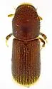 Micracis swainei