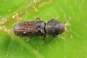 Micracisella opacicollis