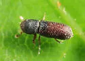 Micracisella opacicollis - photo 2