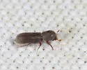 Micracisella opacicollis - photo 4