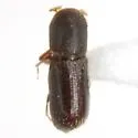 Micracisella opacithorax