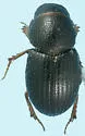 Micraegialia pusilla - Micraegialia pusilla