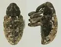 Micralcinus maculatus