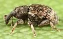 Micralcinus parvulus