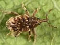 Micralcinus parvulus - photo 2