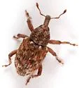 Micralcinus parvulus - photo 3