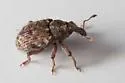 Micralcinus parvulus - photo 4