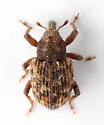 Micralcinus parvulus - photo 5