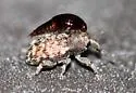 Micralcinus stehri - Micralcinus stehri