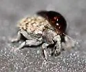 Micralcinus stehri - photo 2