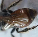 Micralictoides ruficaudus - photo 4