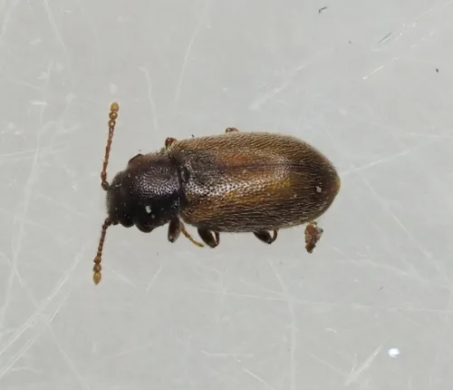 Micrambe ulicis - Micrambe ulicis