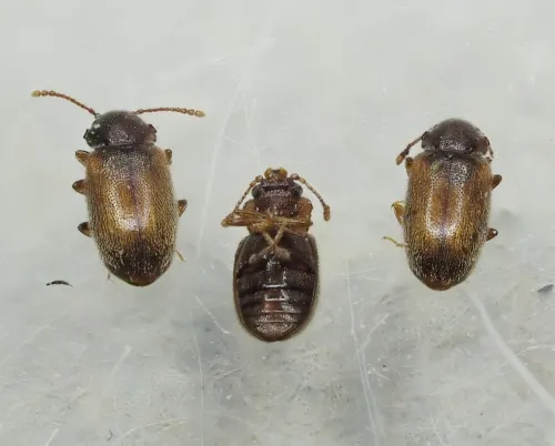 Micrambe ulicis - photo 2