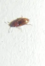 Micrambe ulicis - photo 3
