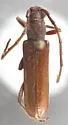 Micraneflus imbellis