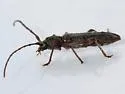 Micranoplium unicolor - photo 2