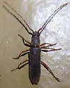 Micranoplium unicolor - photo 3