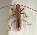 Micranoplium unicolor - photo 4